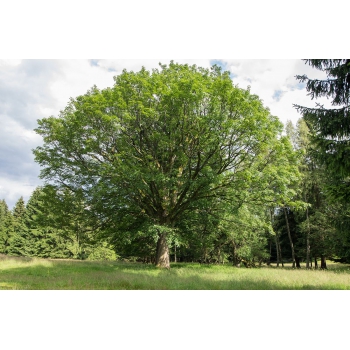KLON jawor zielony - sadzonki 120 / 150 cm